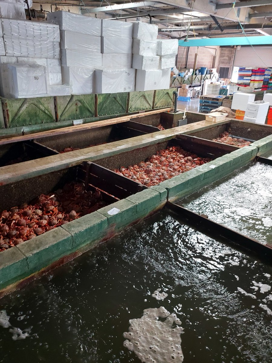 wharveyandsons's tweet photo. busy, busy, busy- that’s all we can say! 🦀🦀🦞🦞 #summerseason #wharveyandsons #freshshellfish https://t.co/xZTDPnsOJL