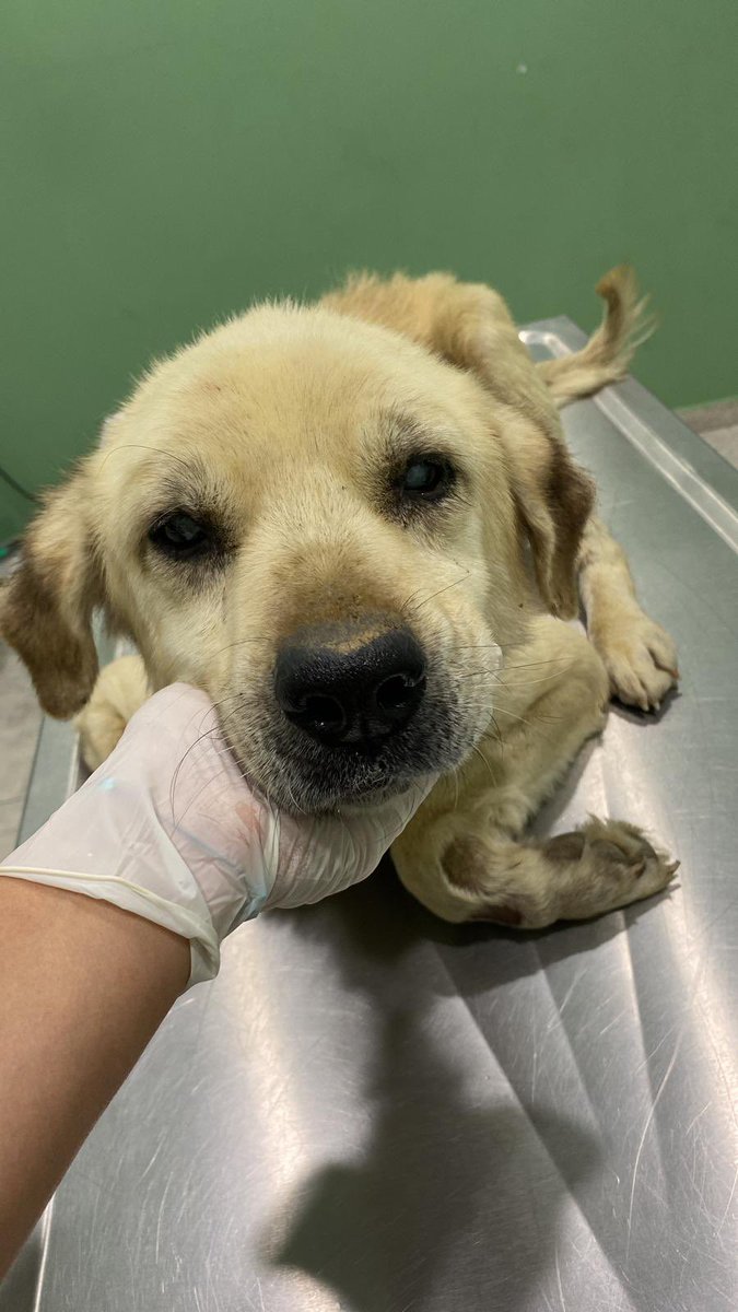 Pets In Turkey tweet media