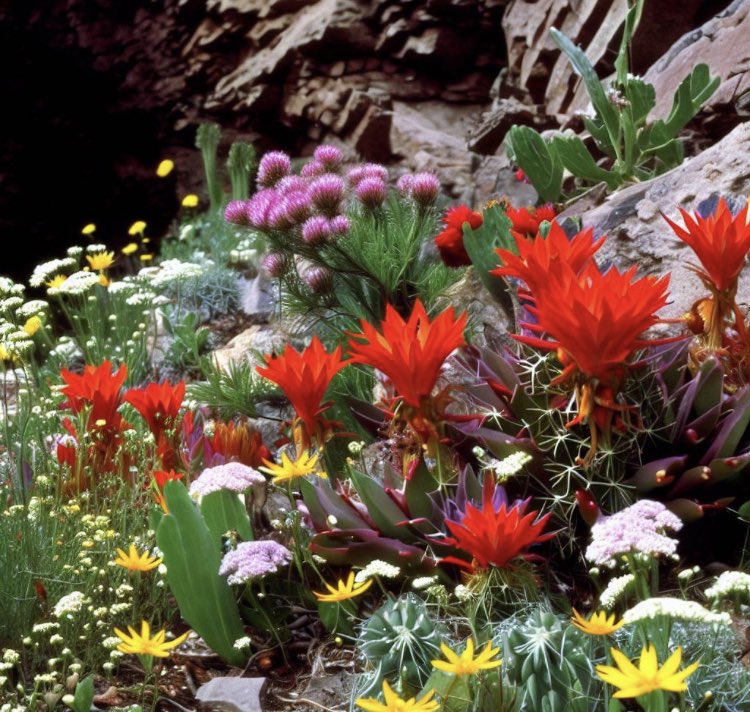 It’s #SundayFunday! Lots of vibrant colors still hanging around! #CactiChorus #FloralMasterpiece

Adonis blazingstar , scarlet bugler, yarrow, Pygmy stonecrop wildflowers all bloomed on the forest floor with a chorus of fragile pale yellow cacti ringing about the rock formations