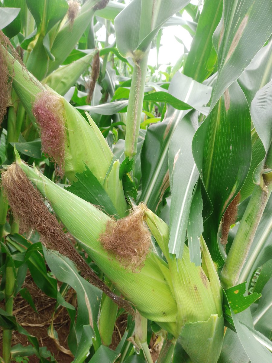 Maize growing gives me hope every other coming days alhamud lilah