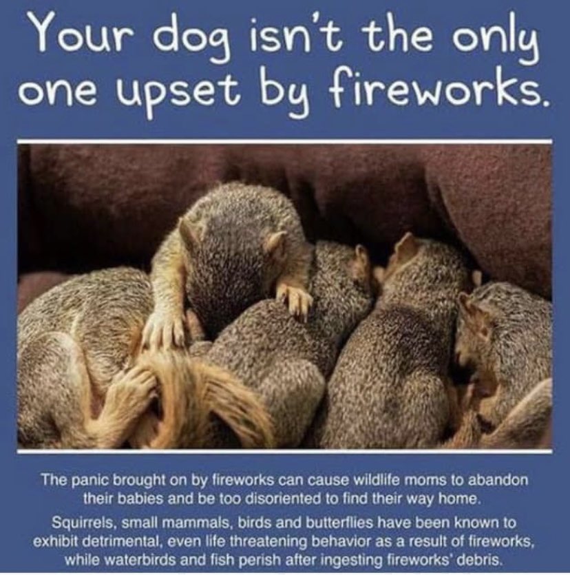 #BanFireworks #FourthofJuly 🐿️🦝🦨🐇🦌🕊️🦇