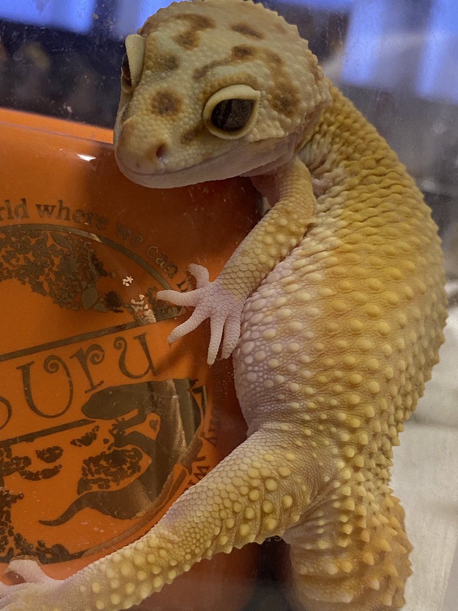 ちっちゃな怪獣🦖💛
#レオパ
#レオパードゲッコー
#爬虫類