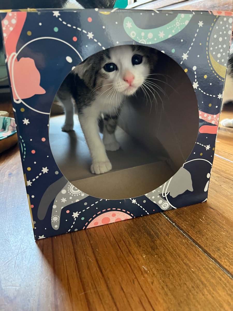 #kittenspam door de tunnel 😼