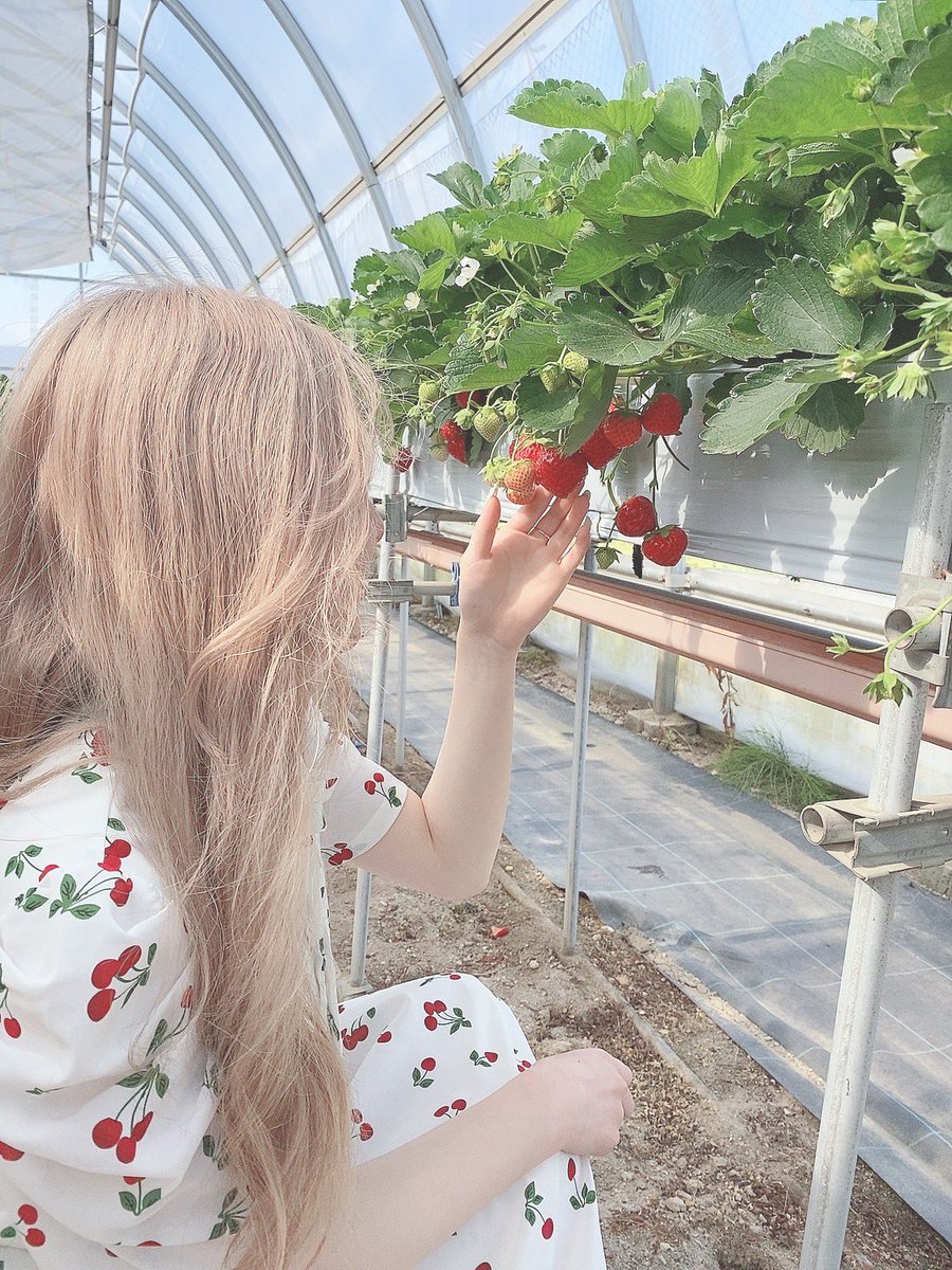 miamia4649's tweet photo. いちごを狩ってきた🍓❀*゜ https://t.co/yTEnRXTf5m
