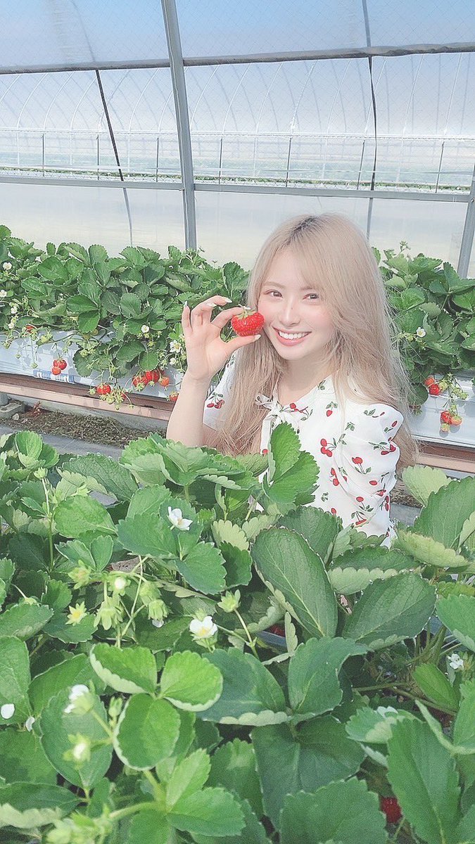 miamia4649's tweet photo. いちごを狩ってきた🍓❀*゜ https://t.co/yTEnRXTf5m