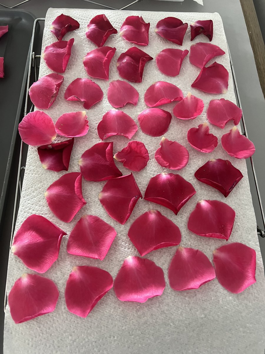Drying rose petals for the first time, just because it seems right 🌹#theroseofflorence #HistoricalFiction