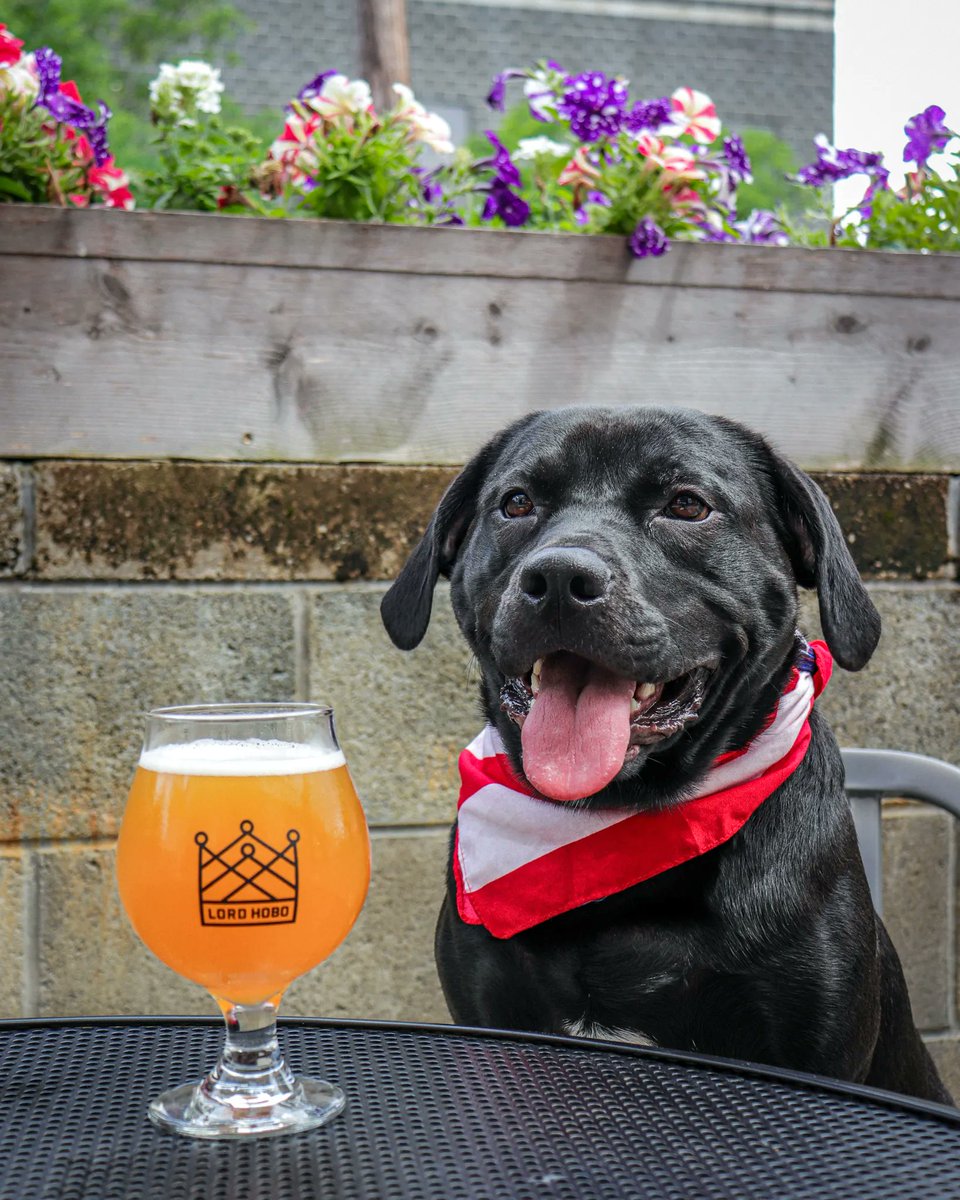 Yappy Hour TONIGHT on the Lord Hobo Woburn patio. Tilly (pictured) is enjoying an Independence American Pale Ale to celebrate the upcoming holiday 🇺🇸 

You can grab a pint with your pooch from 6-9pm🍺🐶
