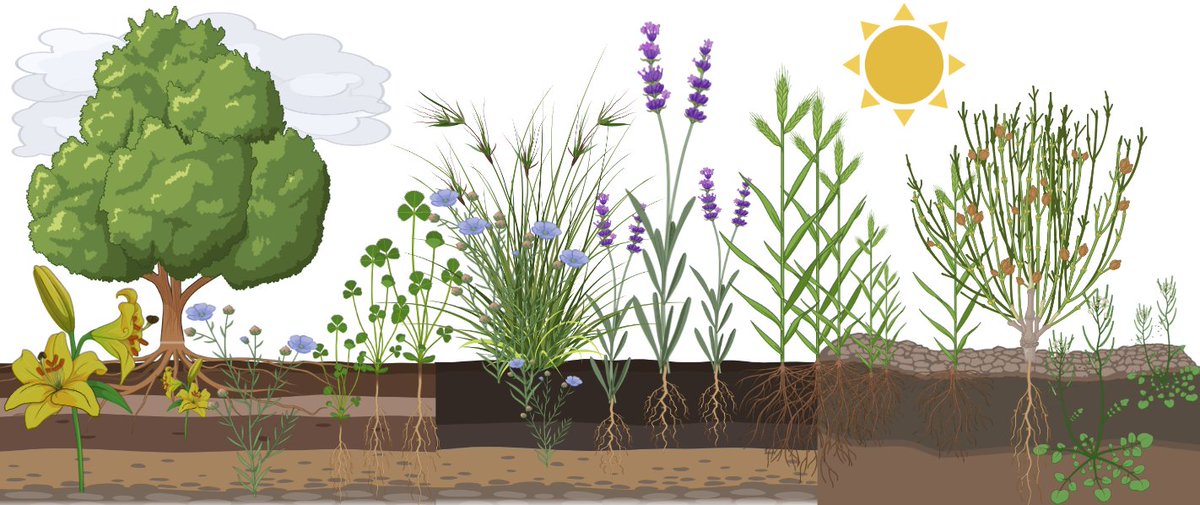 In this latest <a href="/AoB_PLANTS/">AoBP</a> review, I propose the concept of constructive networks to unify niche construction and network theory.
doi.org/10.1093/aobpla…
#biodiversity #community #ecology #plant #facilitation #networks #interactions