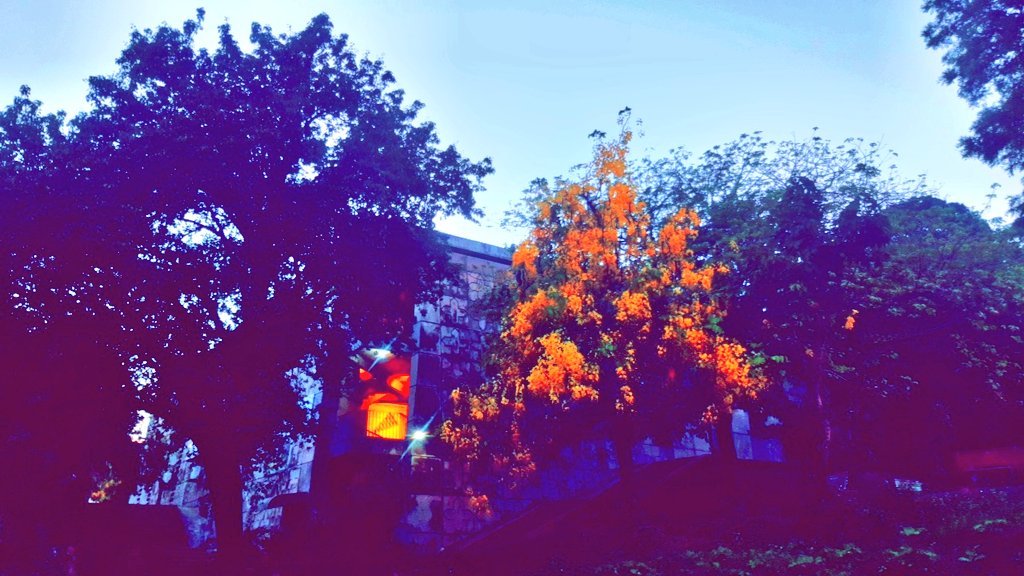 smarwat46's tweet photo. Pre-Evening vibes @ #QAU .
Nature and serenity mould the vibes which enchants inner feelings while in premises now a days.
#QAU #qau #OpenGatesQAU #ColonelFreeQAU #FCfreeCampus #SayNoToDualPostings #TwoMonthsClosure https://t.co/lxTJ1v4Eev