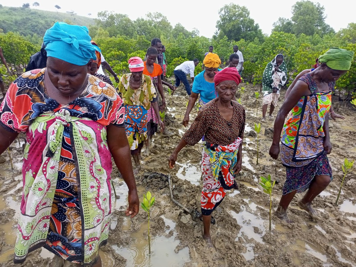 AjendaKenya's tweet photo. In a bid to protect the Marine Ecosystem along Mtwapa Creek in Mdengerekeni we planted 660 mangrove trees together with the local community. The initiative aims at Greening the Creek to aid in the increase of biodiversity. https://t.co/VwPMvyjO9C