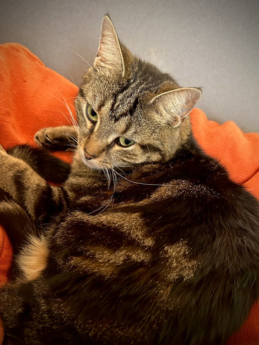 NadiaVanDessel's tweet photo. De braafste van den hoop.😻#borie #catgirl #CatsOnTwitter #threelegged #cat #cutie https://t.co/3pFXBNiwr1