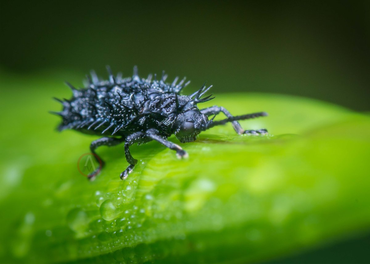 AvonPerception's tweet photo. A bluish black spiny leaf beetle sipping water on the leaf
#WallArt #RBandME #redbubble #avonperception #nature #insects #MacroMonday #AnimalLovers #photooftheday #NaturePhotography #macrophotography #macro #closeup #canvas #entomology #Dactylispa #leafbeetle #spiny #Saturday https://t.co/90B5jo4sEv