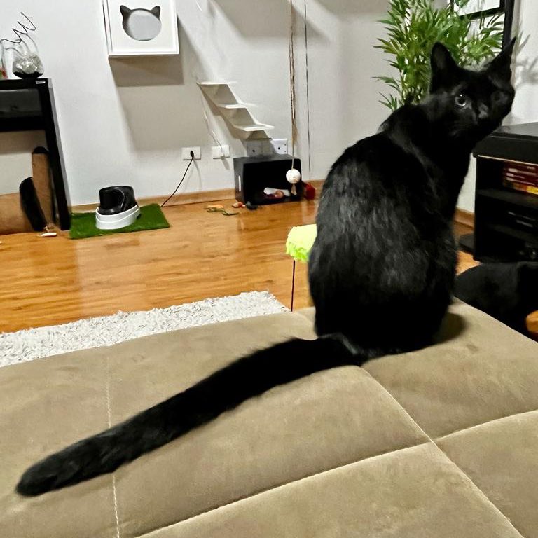 poorly drawn cats tweet media