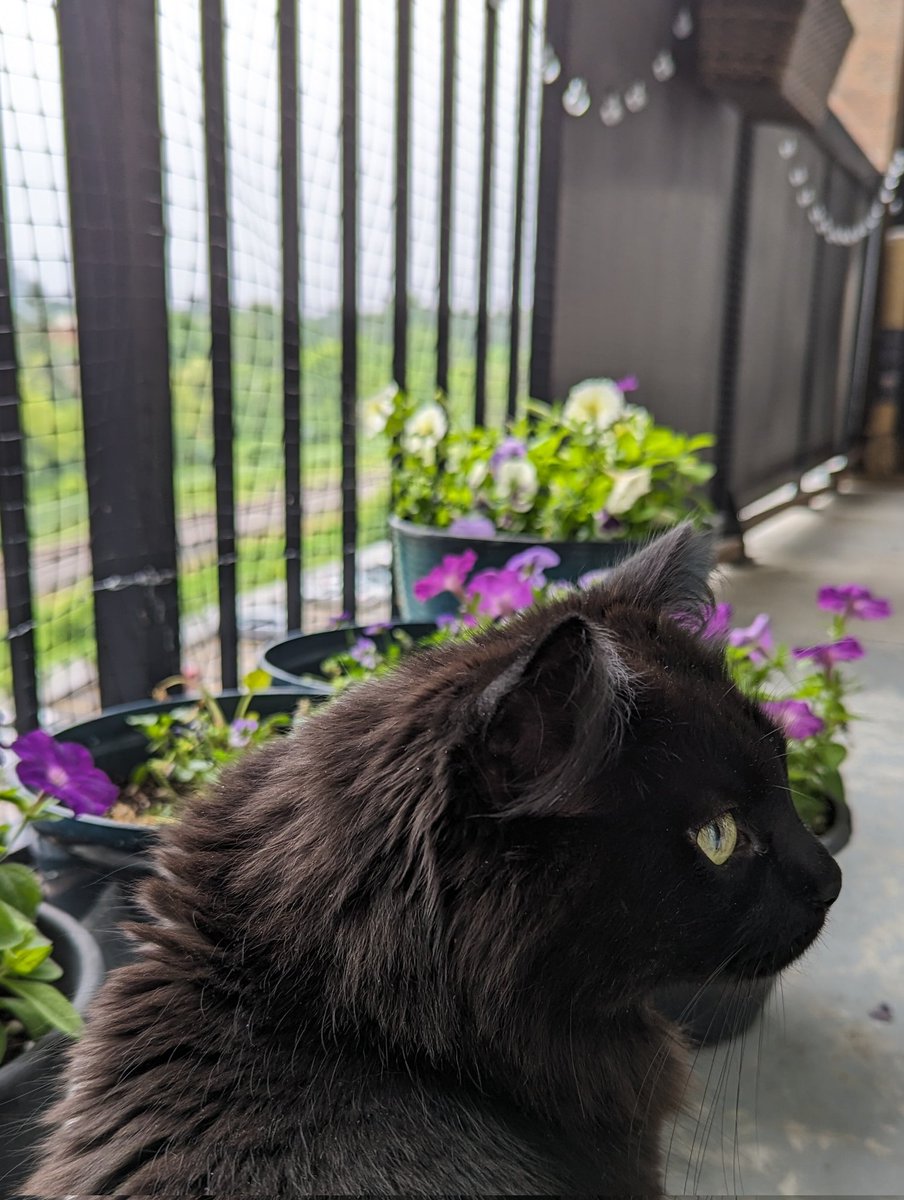 Jackson The Cat tweet media