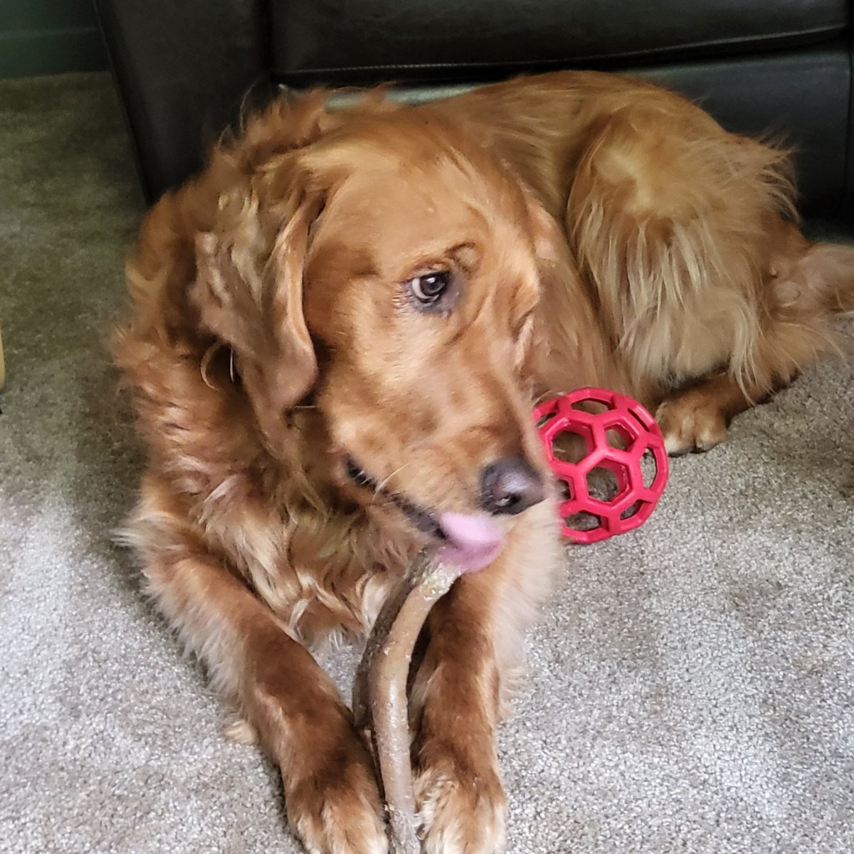 focuscom's tweet image. Hug your pets today!