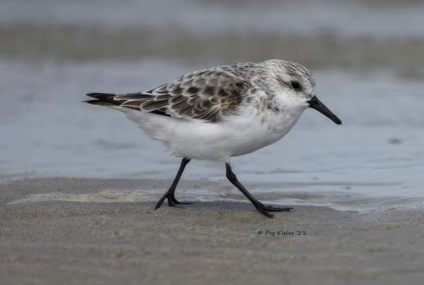 SolShineArtisan's tweet image. Missing sunny Cape Cod beach days on this rainy Sunday! #beach #shorebirds #capecodma
