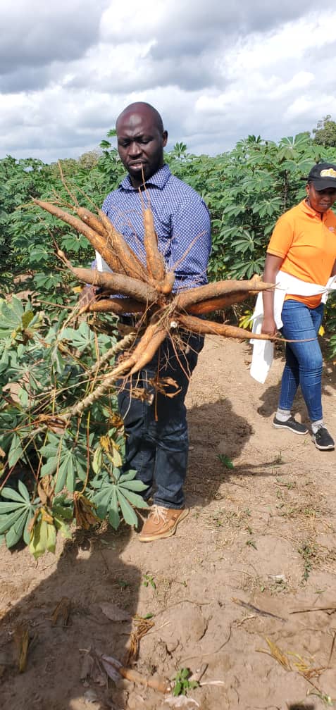 Edda Mushi (@edda_mushi) on Twitter photo 🇹🇿🌿Early bulking variety🌿🇹🇿
Promising cassava variety in the release pipeline. High yield at 6months age (>12roots/plant). Early maturing variety responding very well to diverse agroecologies. Early maturing variety now available🎉. <a href="/NextGenCassava/">NextGen Cassava</a> <a href="/IITA_CGIAR/">IITA</a> <a href="/EdwardKanju/">Edward Kanju</a> 🇹🇿🌿Early bulking variety🌿🇹🇿
Promising cassava variety in the release pipeline. High yield at 6months age (>12roots/plant). Early maturing variety responding very well to diverse agroecologies. Early maturing variety now available🎉. <a href="/NextGenCassava/">NextGen Cassava</a> <a href="/IITA_CGIAR/">IITA</a> <a href="/EdwardKanju/">Edward Kanju</a>
