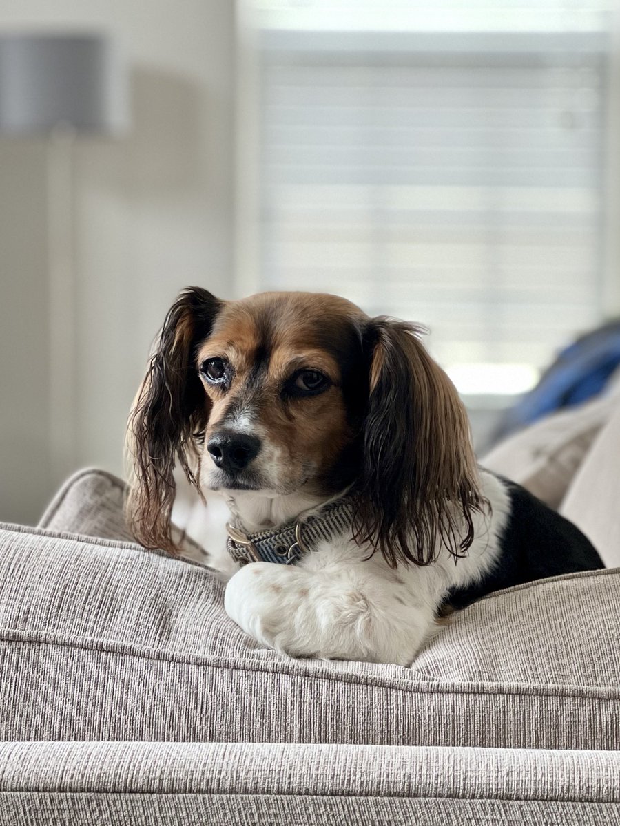 narinternet's tweet photo. @chris_neto “How ya doin?” -Benji #DogsofAV https://t.co/DiqCqetQsi