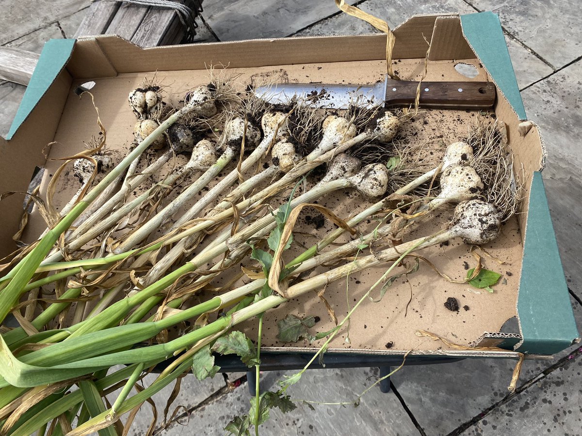 Garlic. Rather thrillingly all grown from last years saved bulbs. #growyourown #GardeningTwitter