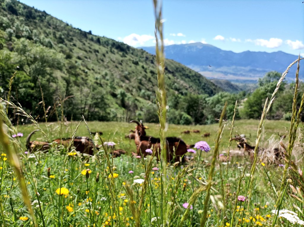Montmelus's tweet photo. Les cabres no passegen ni surten a mirar floretes ni a observar els ocells ni a buscar salamandres, no fan excursions, ni els interessa pujar el cim o banyar-se als gorgs, no surten a prendre l'aire ni a buscar bolets ni a trepitjar fullaraca.
Les cabres PASTUREN. https://t.co/V5AwhYlJTo