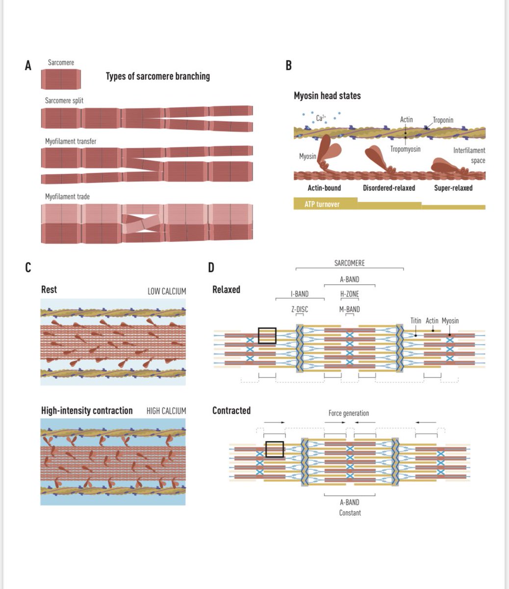 This figure draws inspiration from the work of <a href="/brianglancylab/">Brian Glancy</a> and others and describes our current understanding of muscle structure and contraction. #myotwitter <a href="/MYOTWlTTER/">#myotwítter</a> <a href="/JonoSmith01/">Jonathon Smith</a> @DyarKen <a href="/JuleenRZierath/">Juleen R. Zierath</a> <a href="/NatRevMCB/">Nature Reviews Molecular Cell Biology</a>  nature.com/articles/s4158…