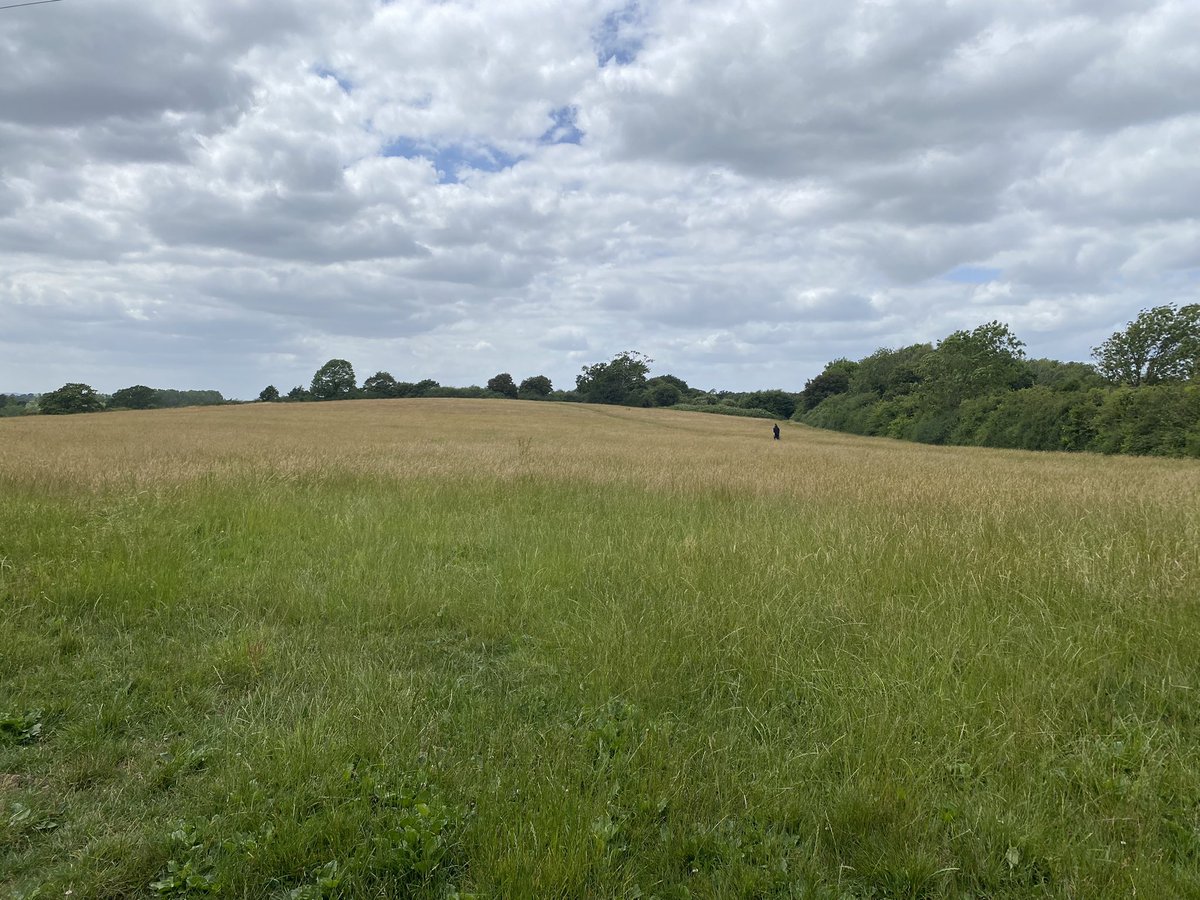 FOBHGCN's tweet photo. NIGHTINGALE MEADOWS 

Part of the Green Circle we don’t talk about much on here. Just down from Batchelor’s Farm, quite a bit to see!

Saxby’s Halt, part of the  Public Art Trail; pond with a bench to sit and rest; old oak tree; wild carrot and pyramidal orchids in the verges. https://t.co/tP3nt3T237