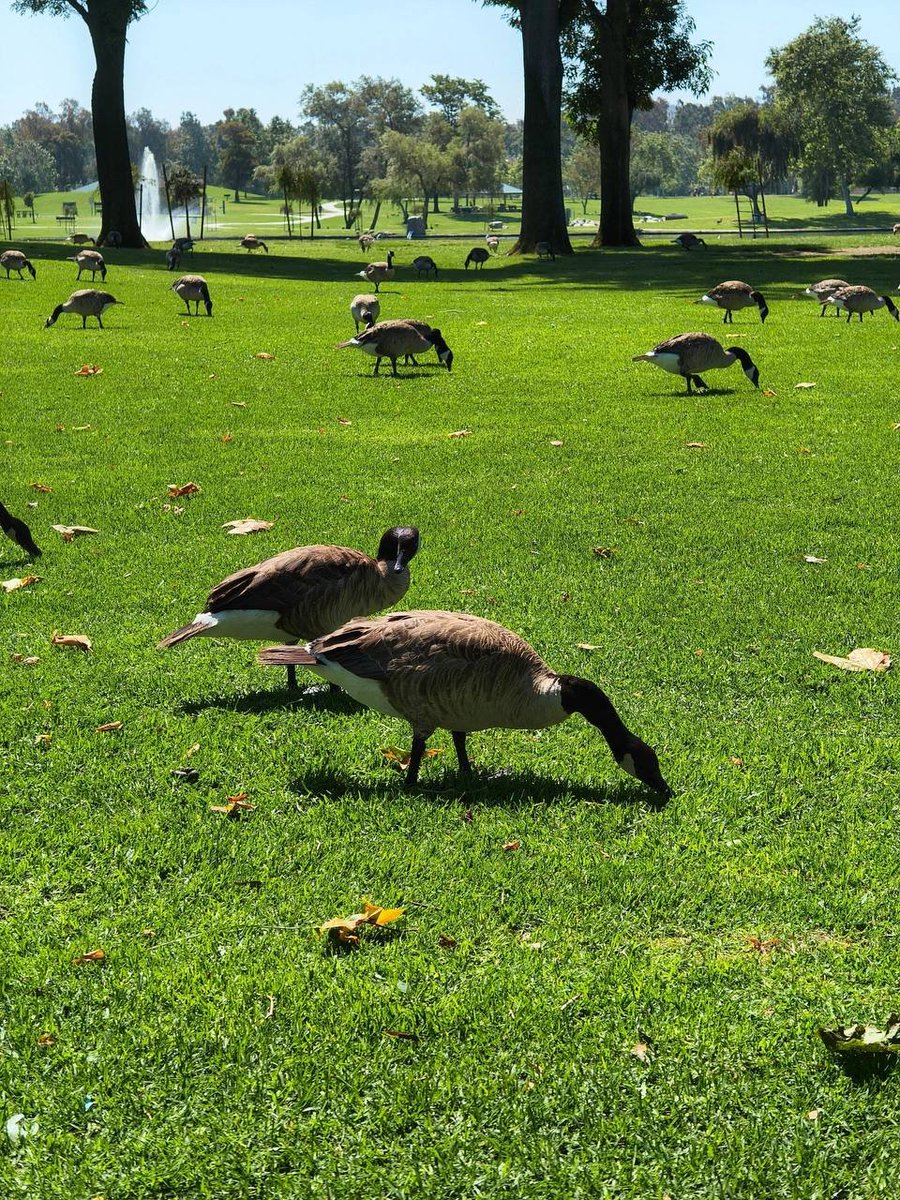 rubycalime84's tweet image. A beautiful scene with geese #William R Mason Regional Park
