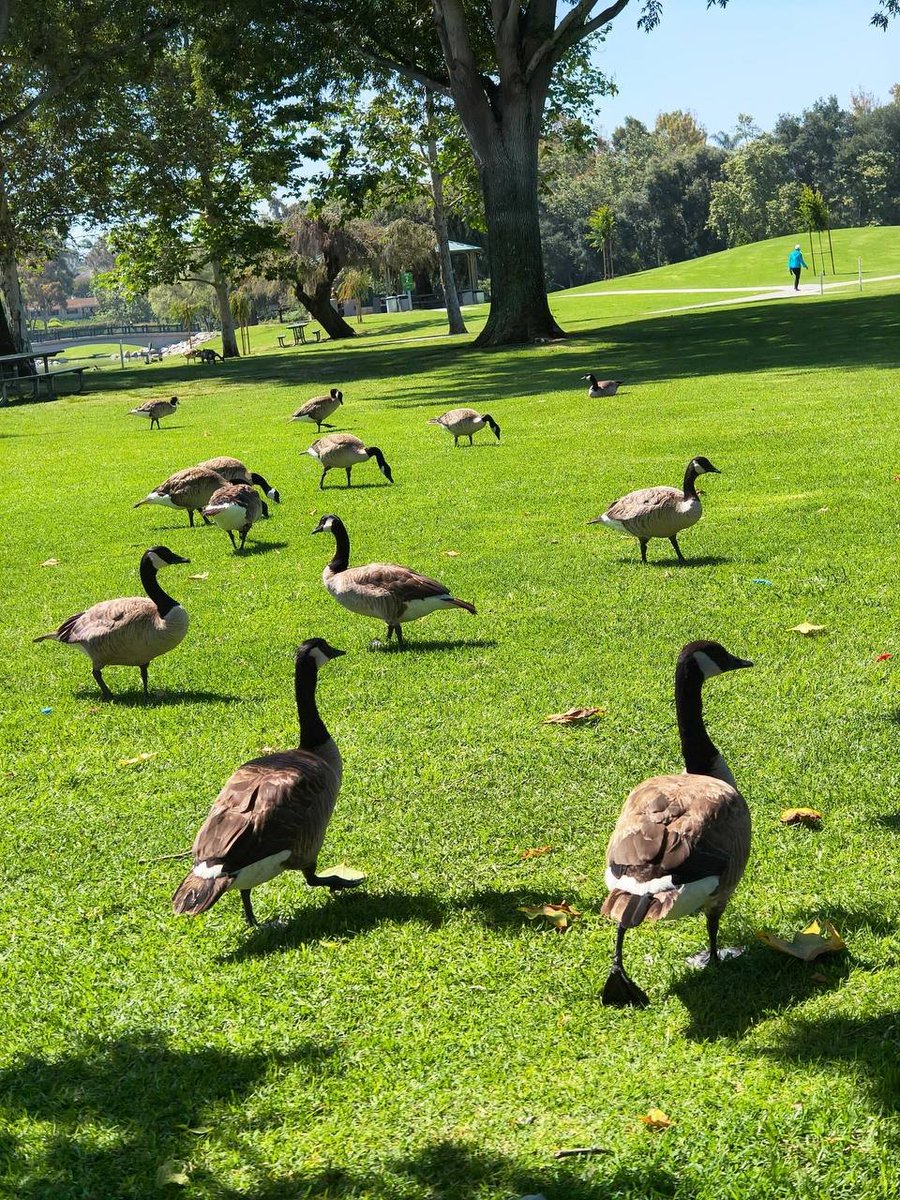 rubycalime84's tweet image. A beautiful scene with geese #William R Mason Regional Park