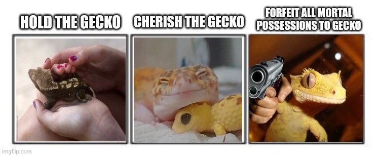 Geckos Daily🦎 tweet media