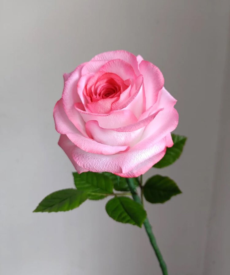 piinkibun's tweet photo. rose for you <3 https://t.co/EiCyYOcRF5