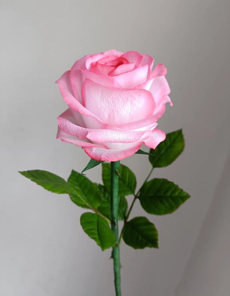 rose for you <3