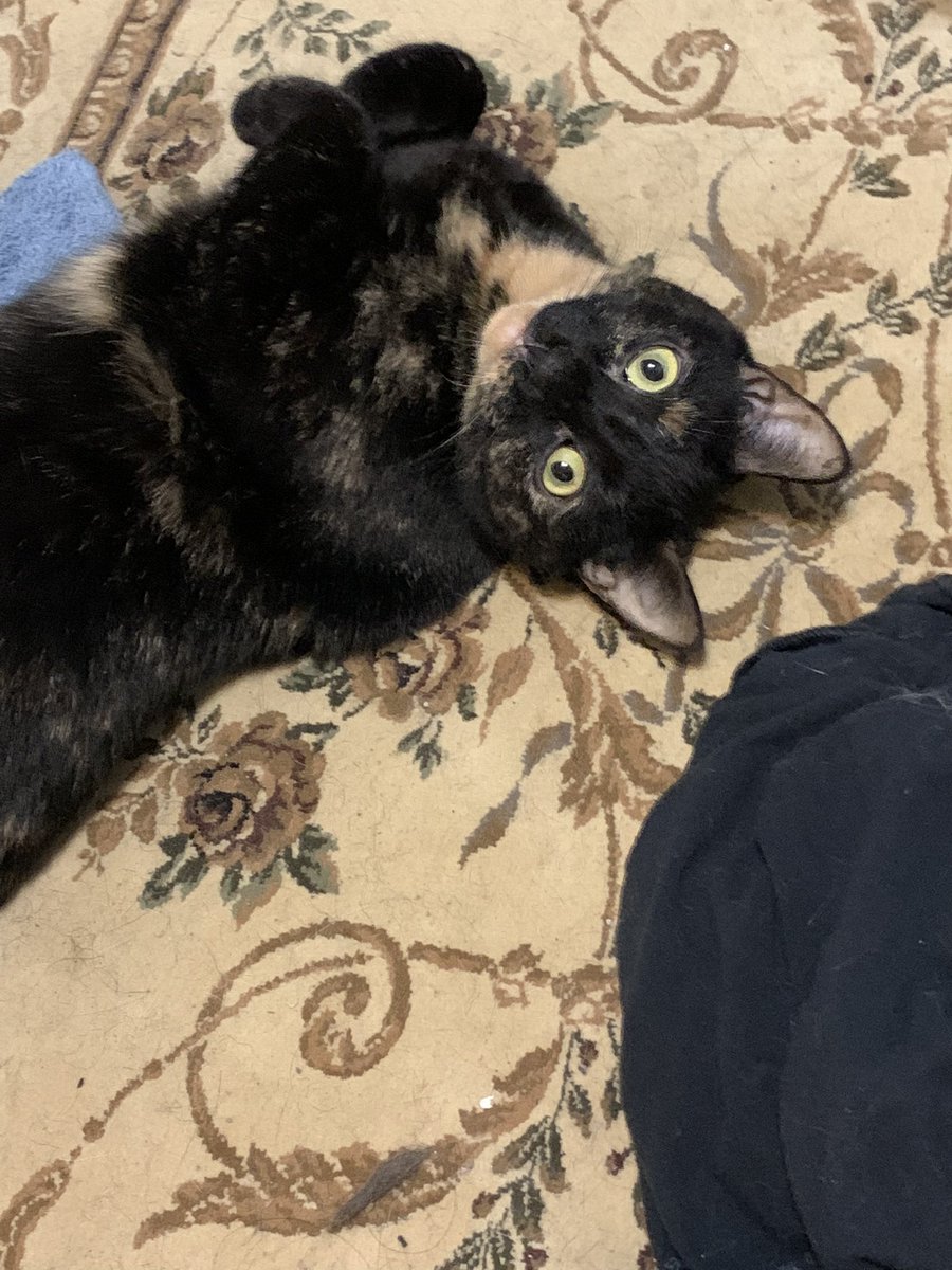 luuiee's tweet photo. Since app is dead, enjoy my cats. https://t.co/hU3uSFqkKh