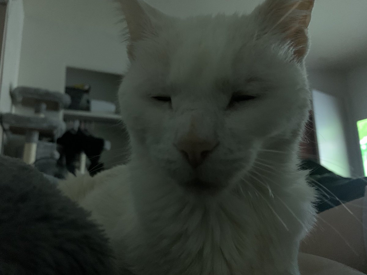luuiee's tweet photo. Since app is dead, enjoy my cats. https://t.co/hU3uSFqkKh