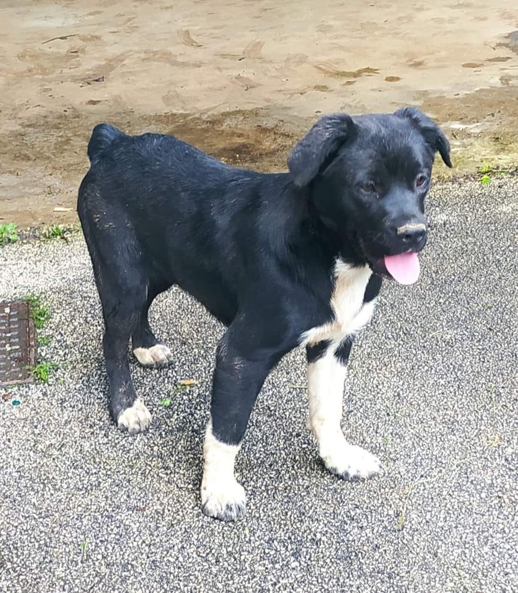Se solo qualcuno condividesse il mio post forse riuscirei a trovare una casa
Non voglio più stare qui
Io mi chiamo zampa e ho 6 mesi taglia media
Arrivo ovunque
per inf 3473621143 luigi