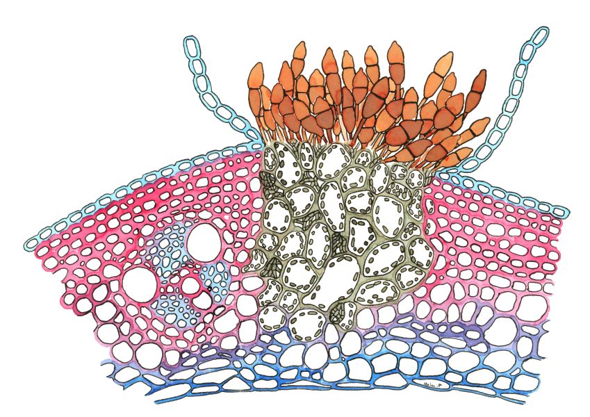 hgpennington's tweet image. Ink painting/drawing of a wheat stem rust teleutosorus (pustule), caused by the fungus Puccinia graminis.

N.B. You can find all of my prior paintings here: hgpenningtonart.com
