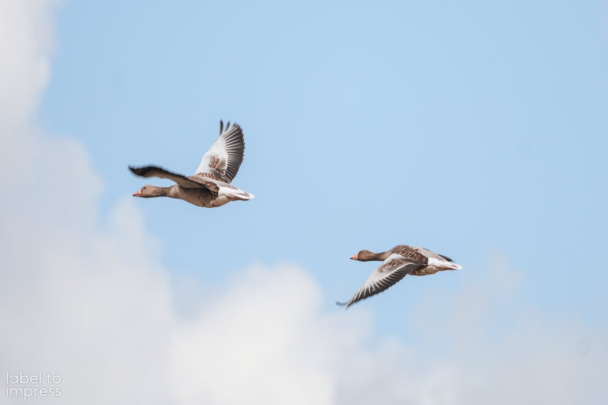 Rondje nieuwe lens op m'n camera testen. Kan niet anders zeggen dan dat ik er echt heel erg blij en trots op ben.

Verweg, maar dankzij de lens toch zo dichtbij ;-)

📸 label to impress

#labeltoimpress #fotografie #video #letsimpresstogether