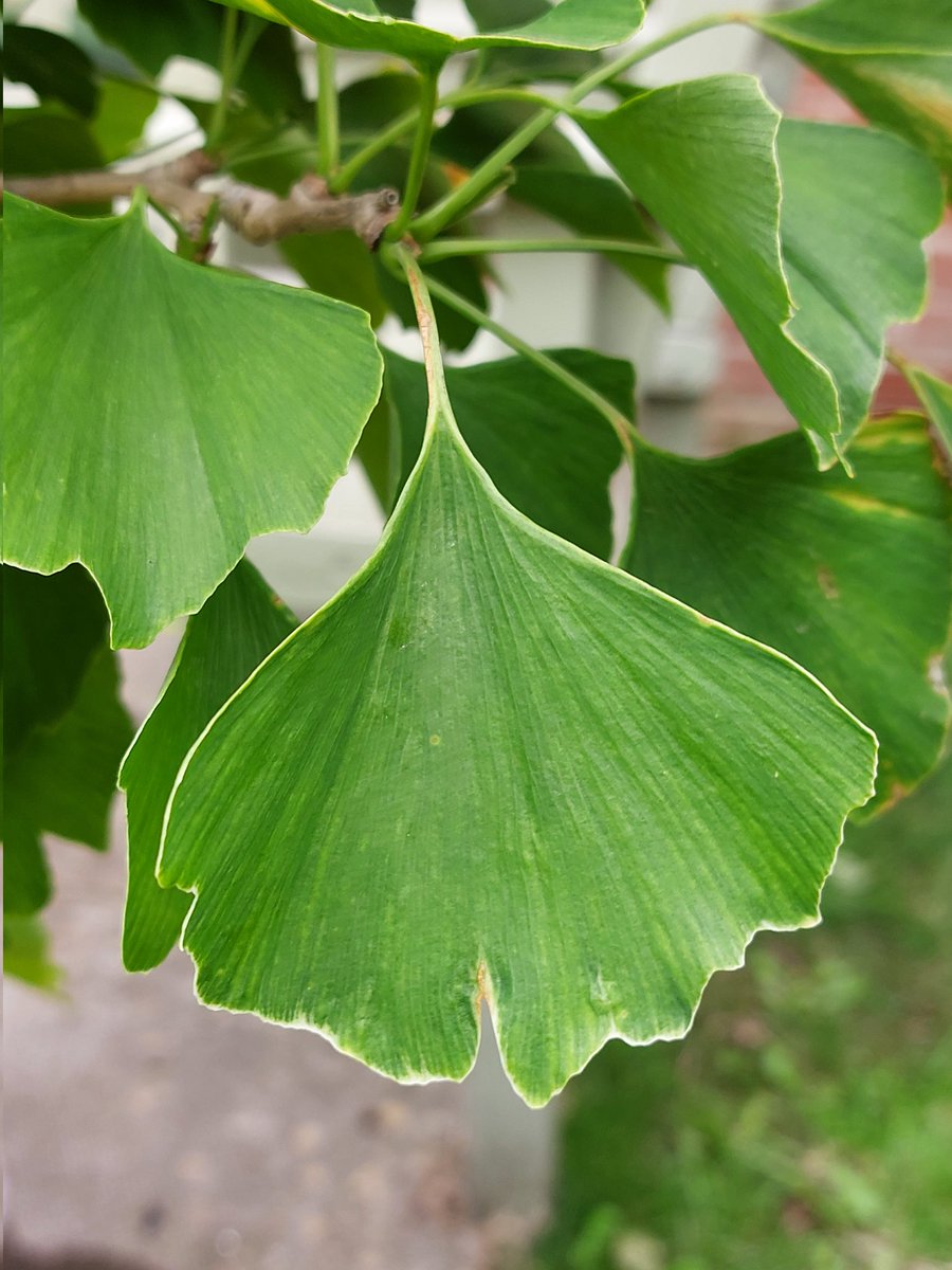 RobertCaine21's tweet image. Really happy to have received a Gingko biloba for my 40th birthday yesterday. Any growing advice from the twittersphere definitely welcome. #livingfossil