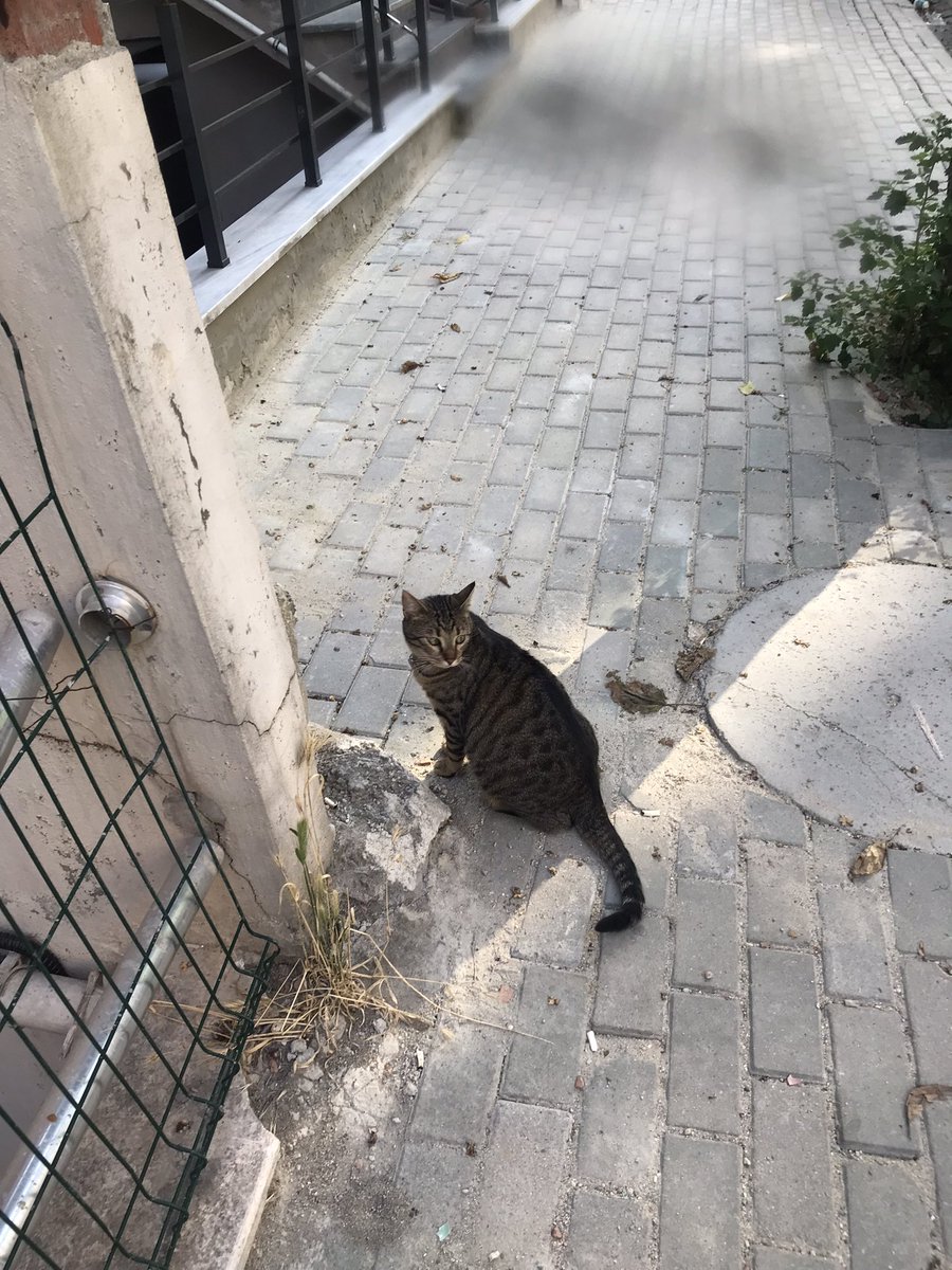 ezginazpolat3's tweet photo. bu kedi sahipli sanırım mor bir tasması var puma yazıyor avcılar parseller demet sokak ta gördüm az önce sahibi varsa hala buralardaydı https://t.co/VwwD7nScTD