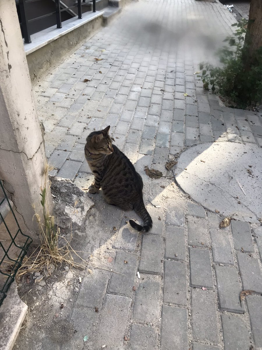 ezginazpolat3's tweet photo. bu kedi sahipli sanırım mor bir tasması var puma yazıyor avcılar parseller demet sokak ta gördüm az önce sahibi varsa hala buralardaydı https://t.co/VwwD7nScTD