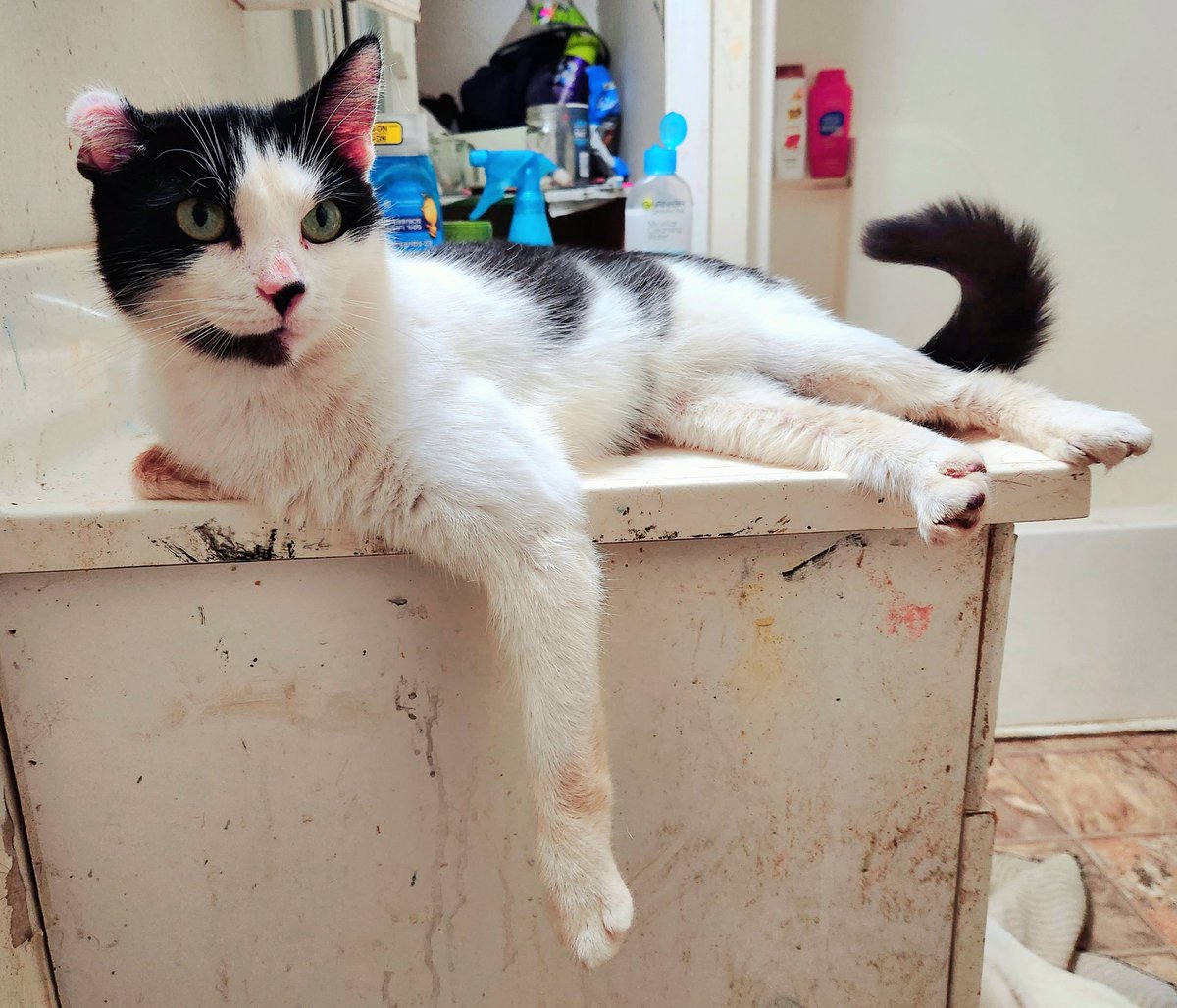 thejohnnyblast's tweet image. Sally has concluded that rainy Sundays are 10 out of 10 for lounging 
#Sally
#CatModel