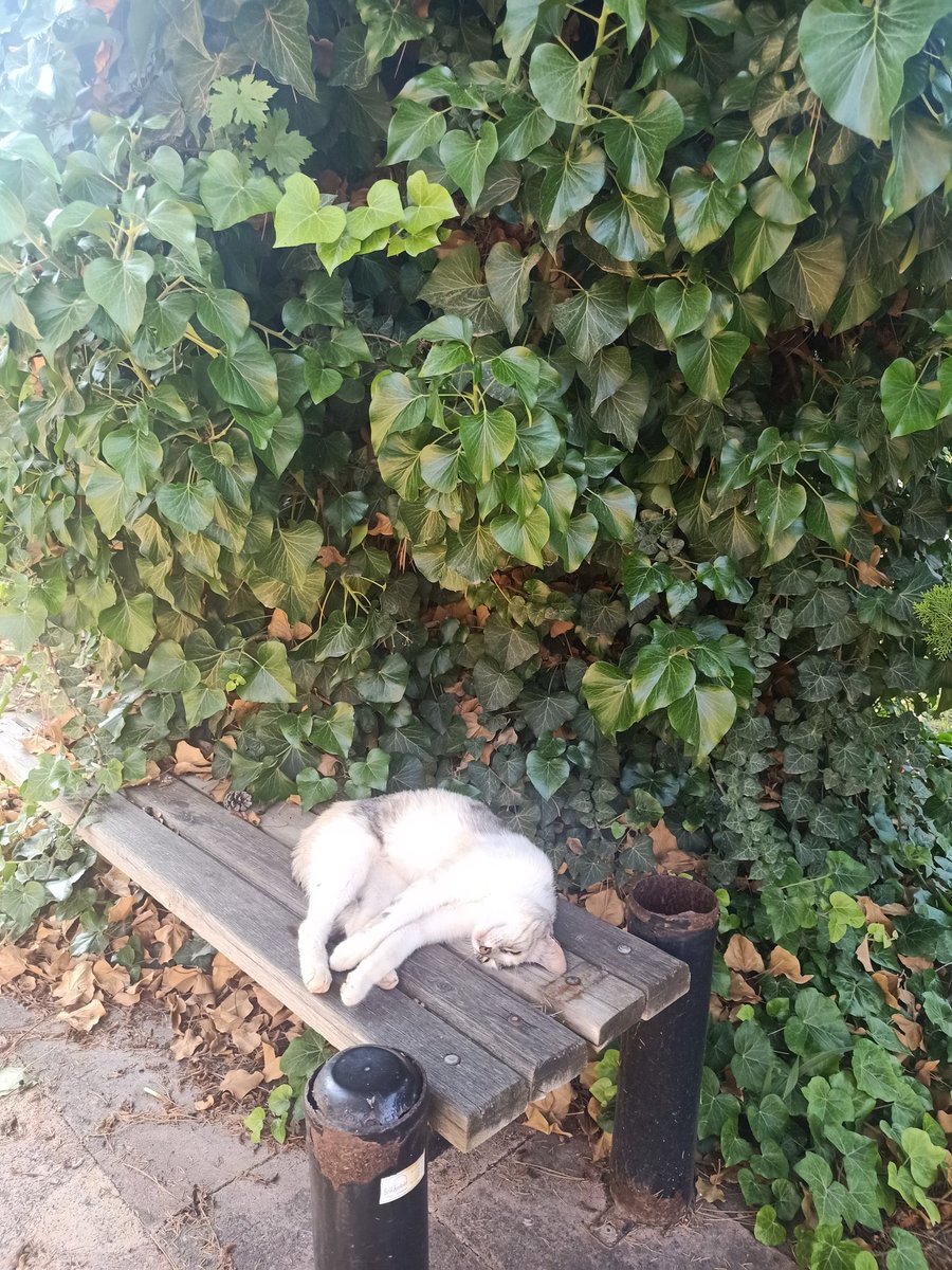 avzumrutsavas's tweet photo. "Arı vardır uçup gezer.
Teni tenden seçip gezer.
Canan bizden kaçıp gezer.
Arı biziz bal bizdedir.
Edep erkan yol bizdedir."
#HasanDede https://t.co/wPNxLwW59J