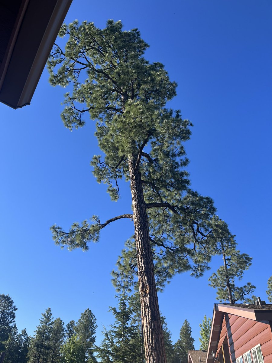 From the redwoods to the pines?! NorCal to Northern AZ. 😎