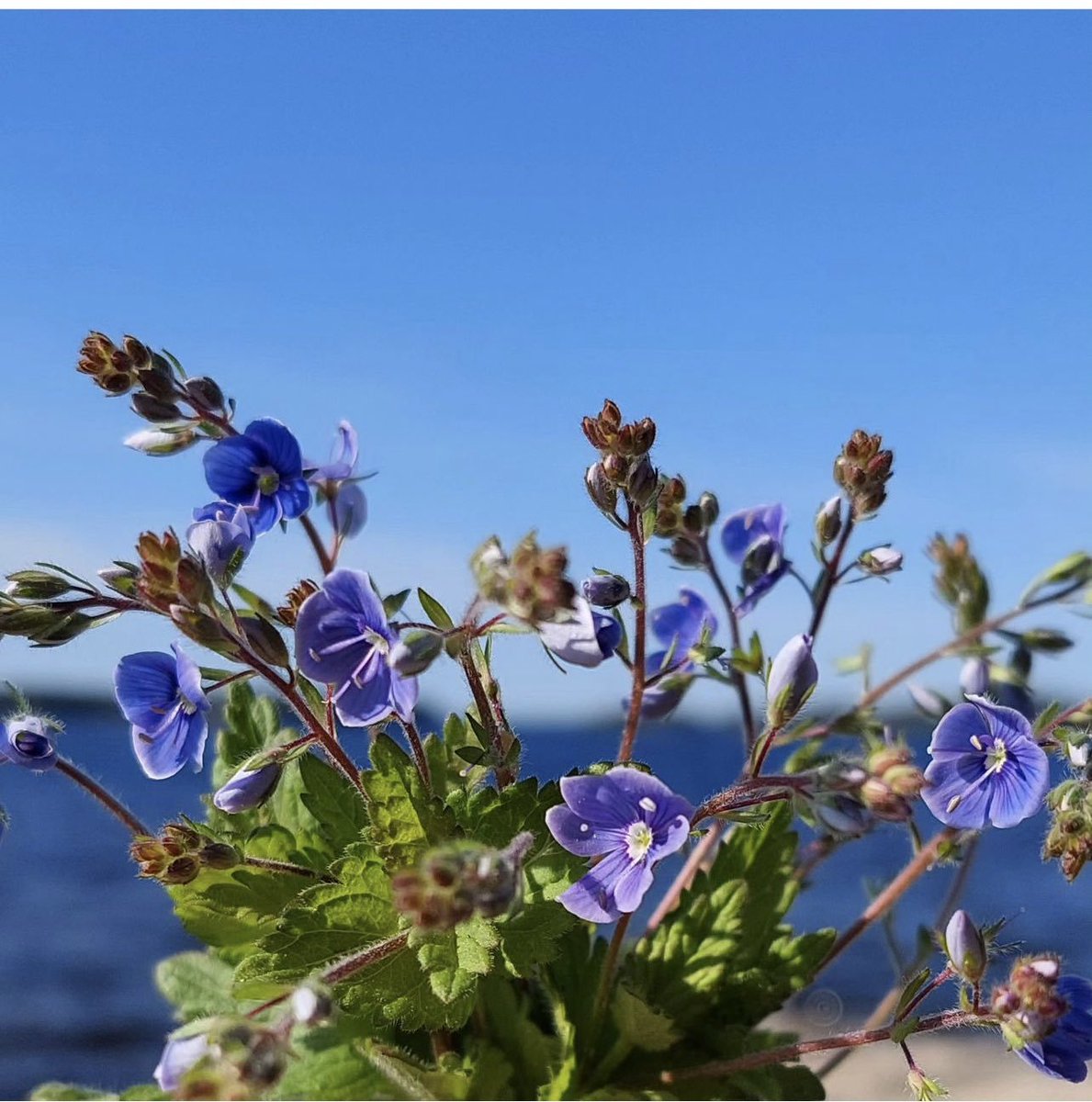 nourProofreader's tweet image. #مساء_الخير 💙