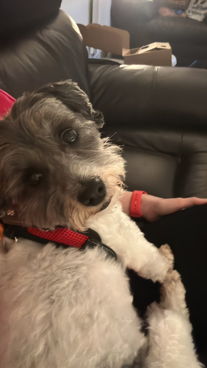 MrPicklestheHavapoo tweet media