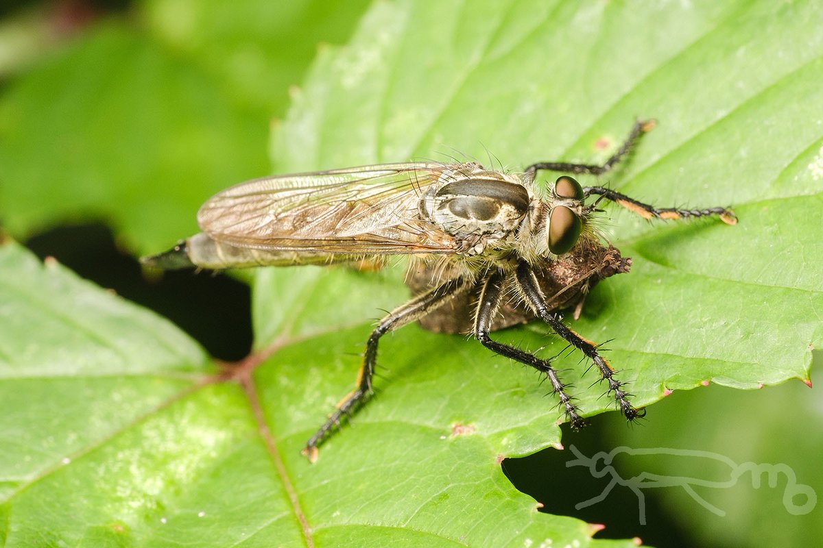 蛾を捕まえていたムシヒキアブ
