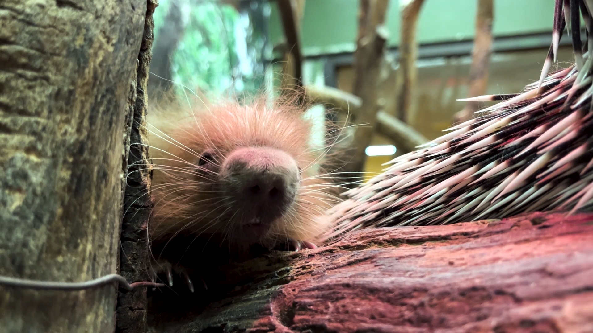 National Zoo on Twitter " ️🦔 Baby prehensiletailed porcupines, called