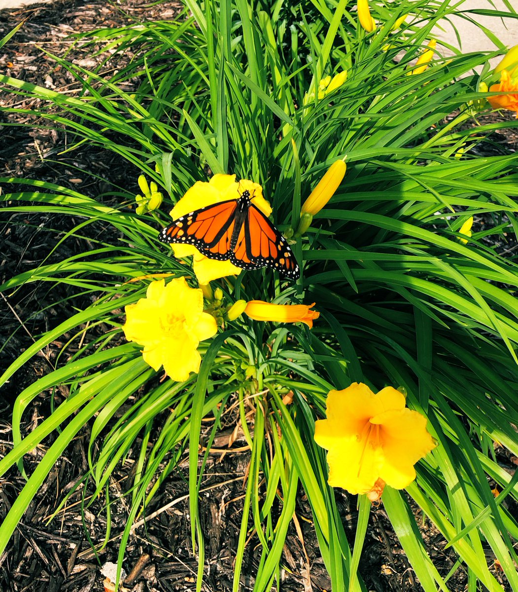 MizPostParade's tweet photo. Monarch migration has begun 🦋 https://t.co/Qcnux3rS6s
