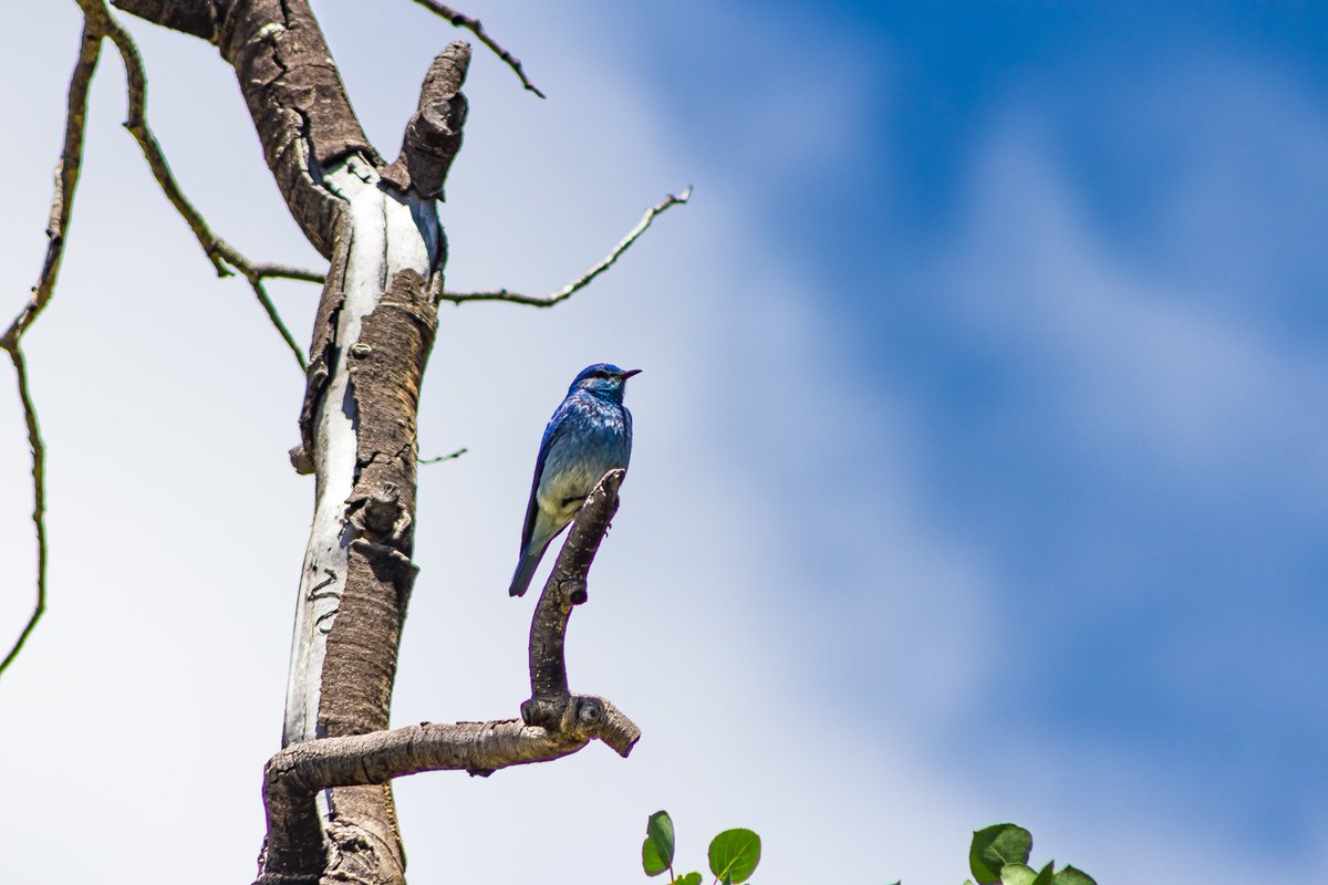 Schrödinger's Zen 2.0, or Roger (2.0) tweet media