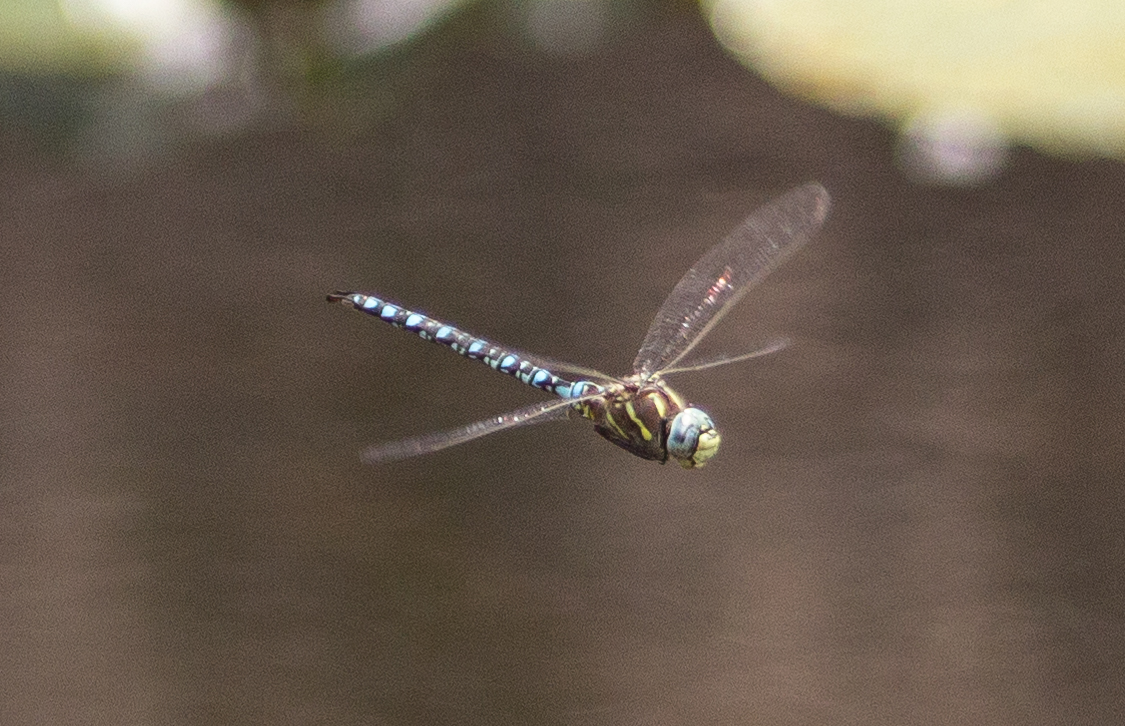 Schrödinger's Zen 2.0, or Roger (2.0) tweet media