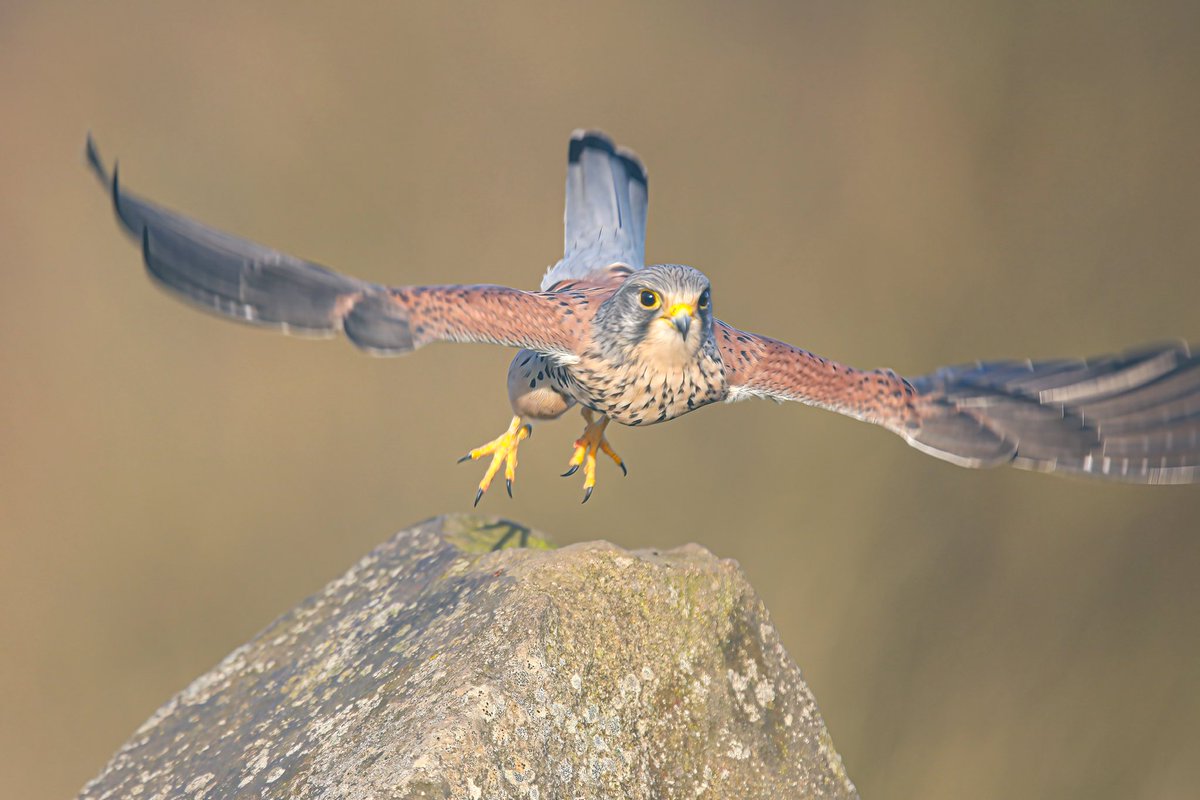 Jeff’s Wildlife Photography tweet media